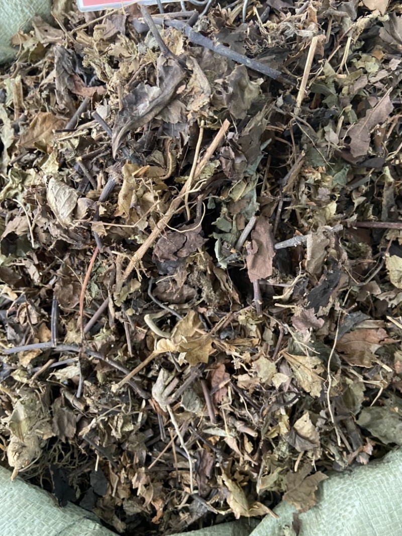 野生中药材九节茶肿节风草珊瑚九节风接骨莲新鲜干货