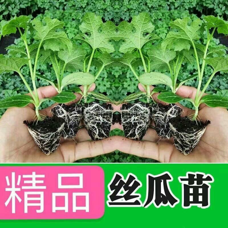 丝瓜苗带土秧苗长丝瓜苗带土包活奶香大肉丝瓜秧苗幼苗