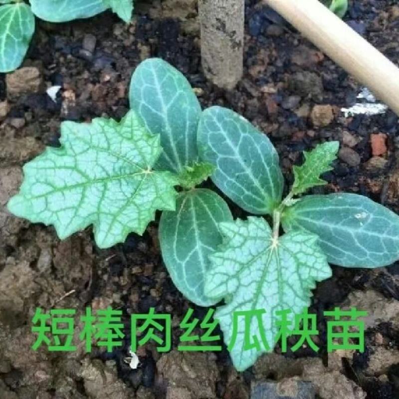 丝瓜苗带土秧苗长丝瓜苗带土包活奶香大肉丝瓜秧苗幼苗