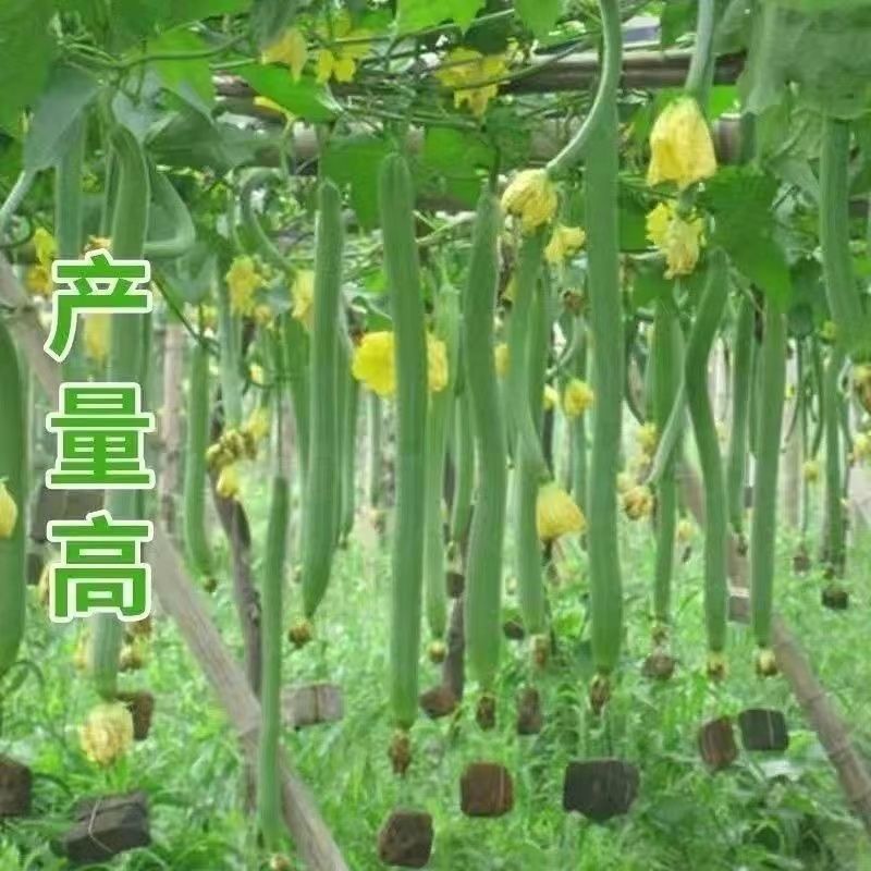 丝瓜苗带土秧苗长丝瓜苗带土包活奶香大肉丝瓜秧苗幼苗