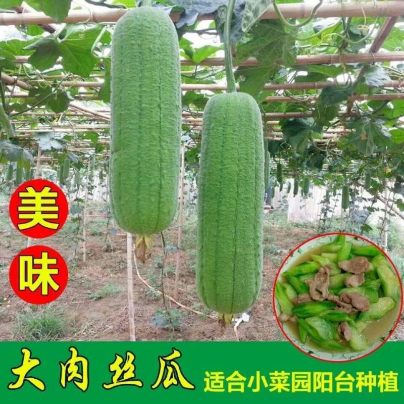 丝瓜苗带土秧苗长丝瓜苗带土包活奶香大肉丝瓜秧苗幼苗