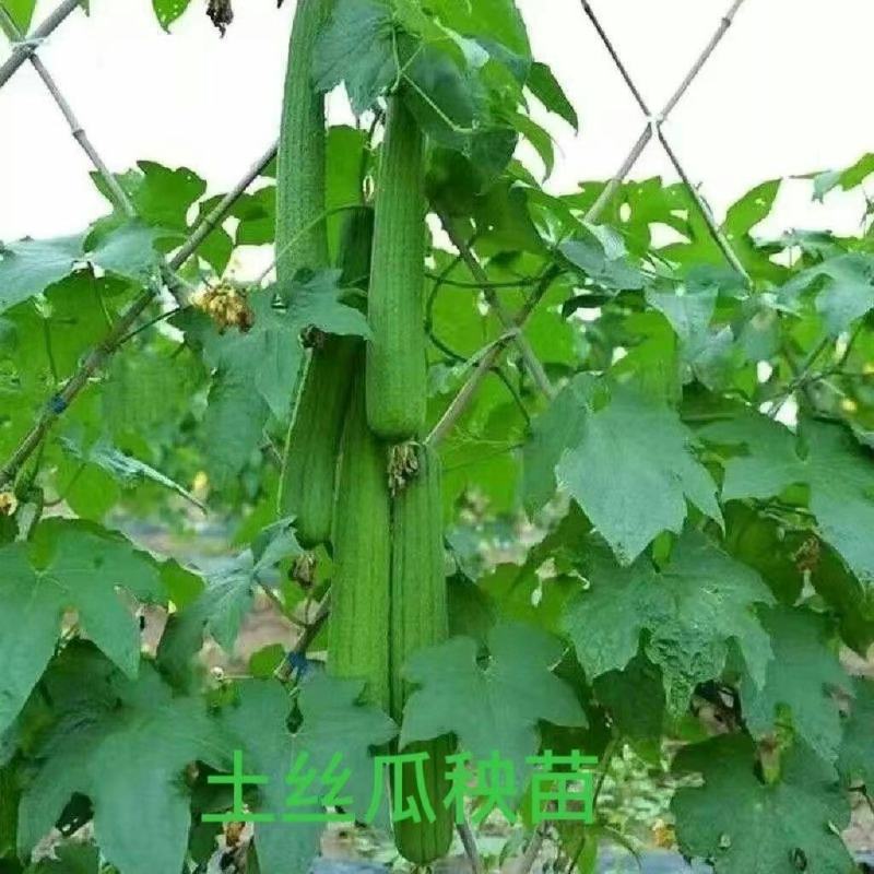 丝瓜苗带土秧苗长丝瓜苗带土包活奶香大肉丝瓜秧苗幼苗