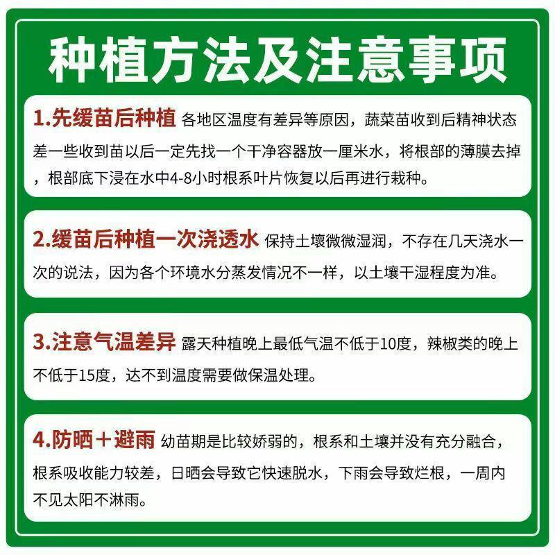 西瓜苗冰糖麒麟8424无子美都懒汉早熟黄壤西瓜苗种子阳台