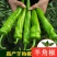 辣椒秧苗朝天椒螺丝椒薄皮线椒苗盆栽地栽春季种植易种活番茄