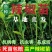 辣椒秧苗朝天椒螺丝椒薄皮线椒苗盆栽地栽春季种植易种活番茄