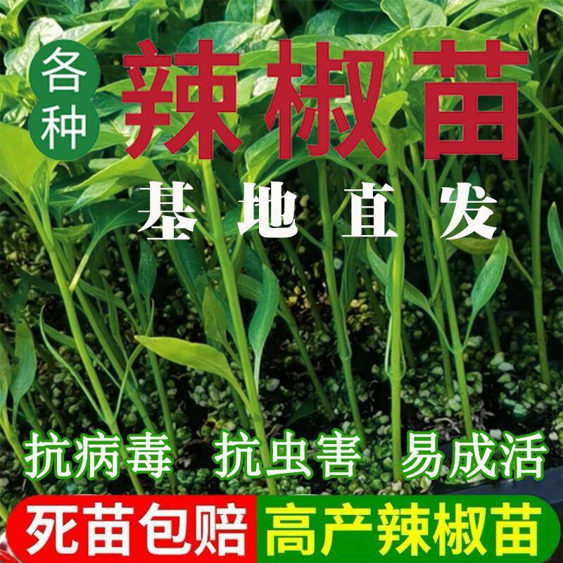 辣椒秧苗朝天椒螺丝椒薄皮线椒苗盆栽地栽春季种植易种活番茄