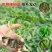 辣椒秧苗朝天椒螺丝椒薄皮线椒苗盆栽地栽春季种植易种活番茄