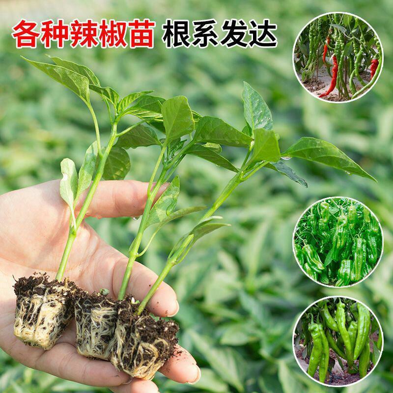 辣椒秧苗朝天椒螺丝椒薄皮线椒苗盆栽地栽春季种植易种活番茄