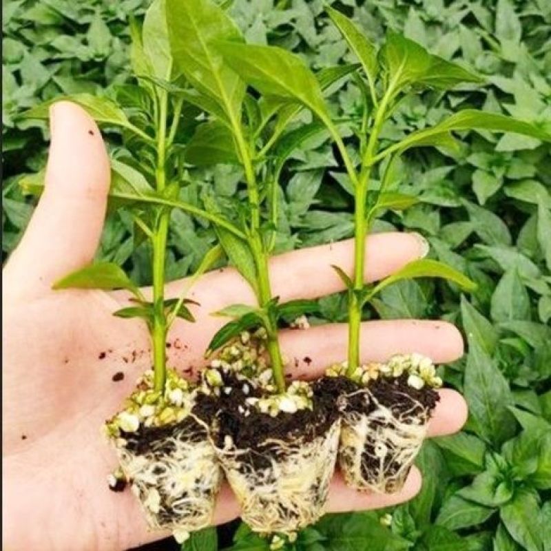 辣椒秧苗朝天椒螺丝椒薄皮线椒苗盆栽地栽春季种植易种活番茄