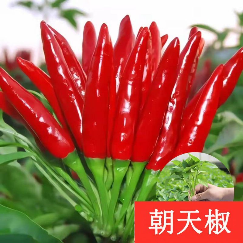 辣椒秧苗朝天椒螺丝椒薄皮线椒苗盆栽地栽春季种植易种活番茄