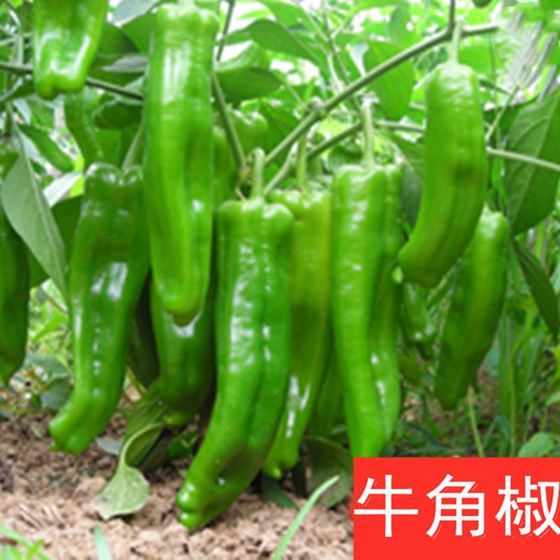 辣椒秧苗朝天椒螺丝椒薄皮线椒苗盆栽地栽春季种植易种活番茄