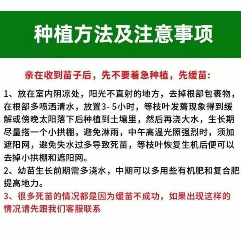 辣椒秧苗朝天椒螺丝椒薄皮线椒苗盆栽地栽春季种植易种活番茄