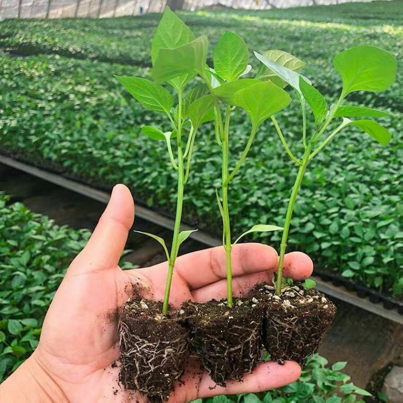 辣椒秧苗朝天椒螺丝椒薄皮线椒苗盆栽地栽春季种植易种活番茄
