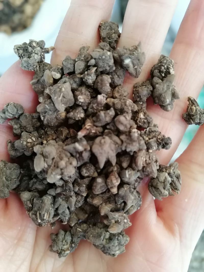 猫爪草水洗净货各种中药材批发质量保证