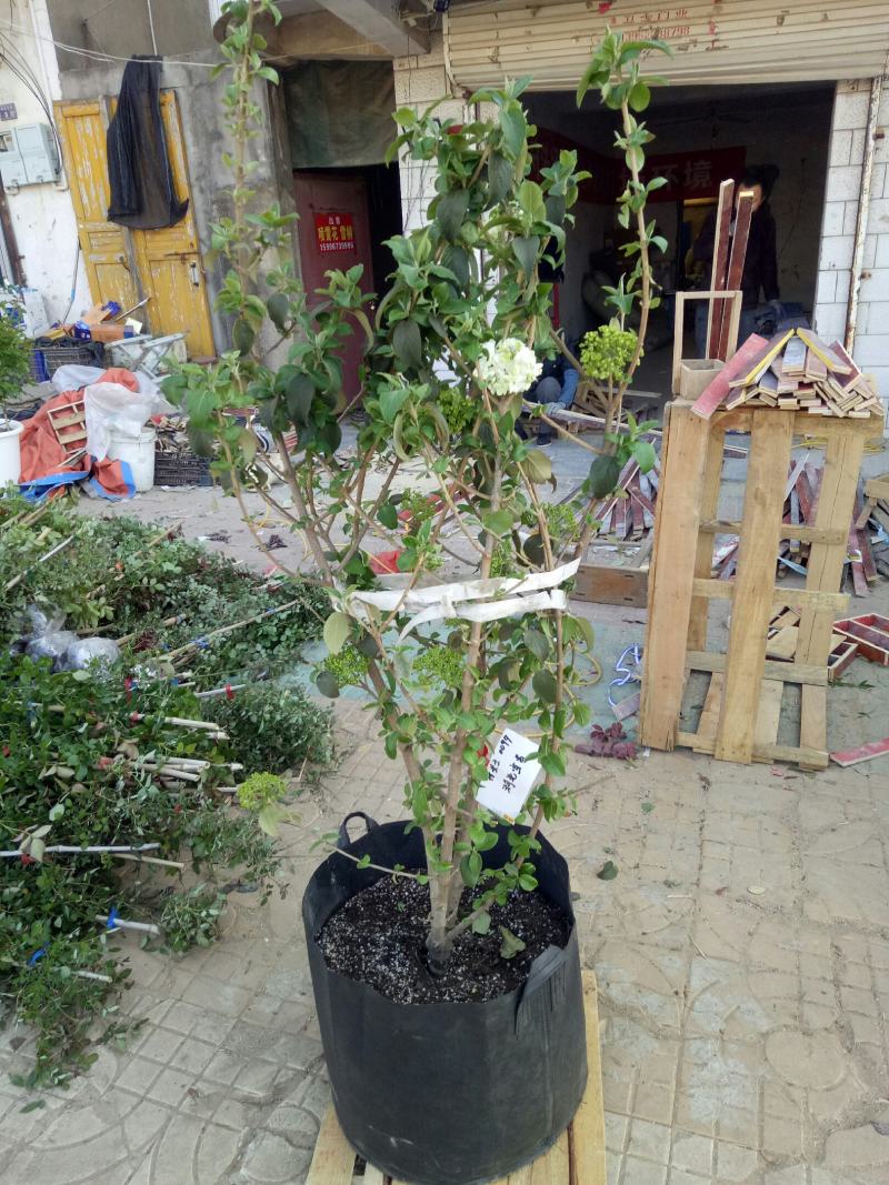 中华木绣球别墅庭院花卉木本绣球花苗白色大花绣球斗球花树苗