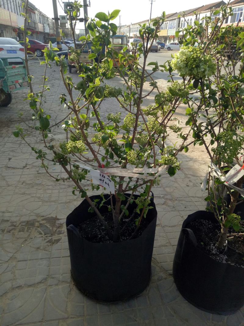 中华木绣球别墅庭院花卉木本绣球花苗白色大花绣球斗球花树苗