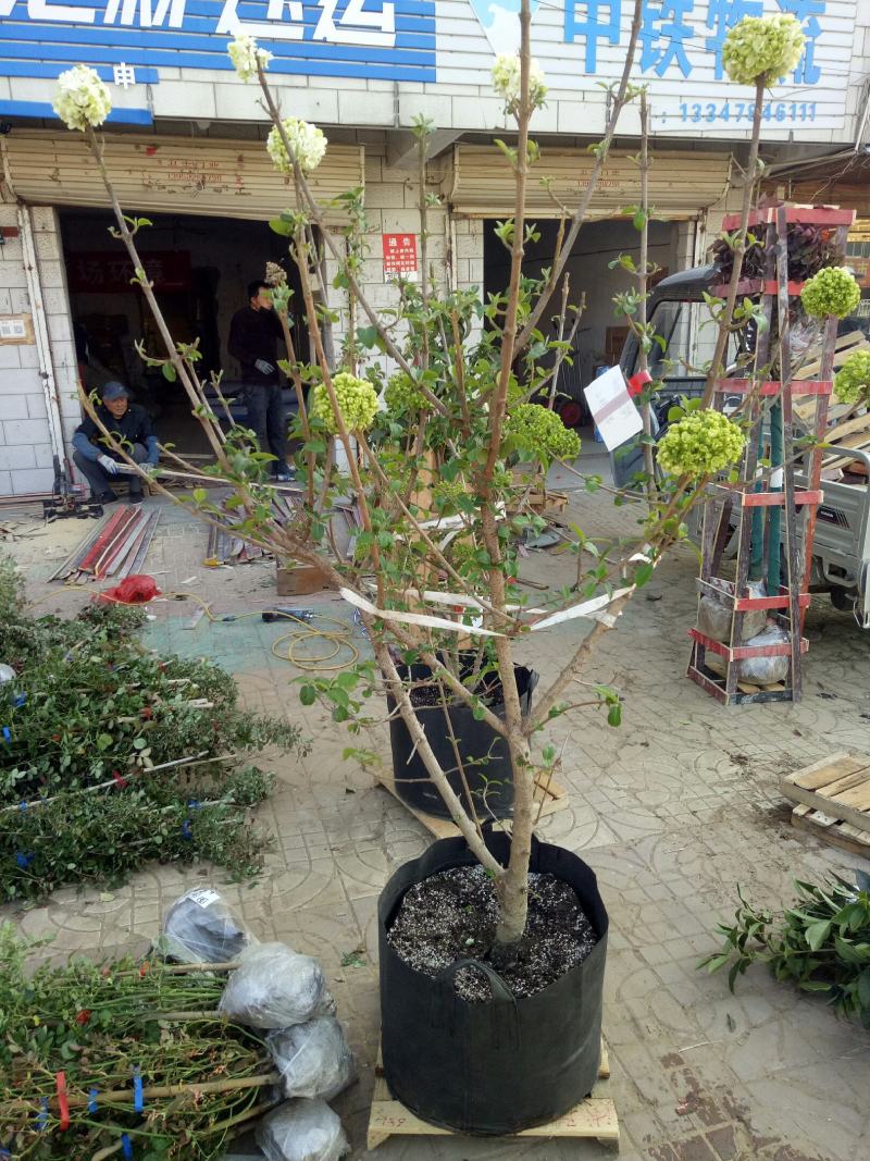 中华木绣球别墅庭院花卉木本绣球花苗白色大花绣球斗球花树苗
