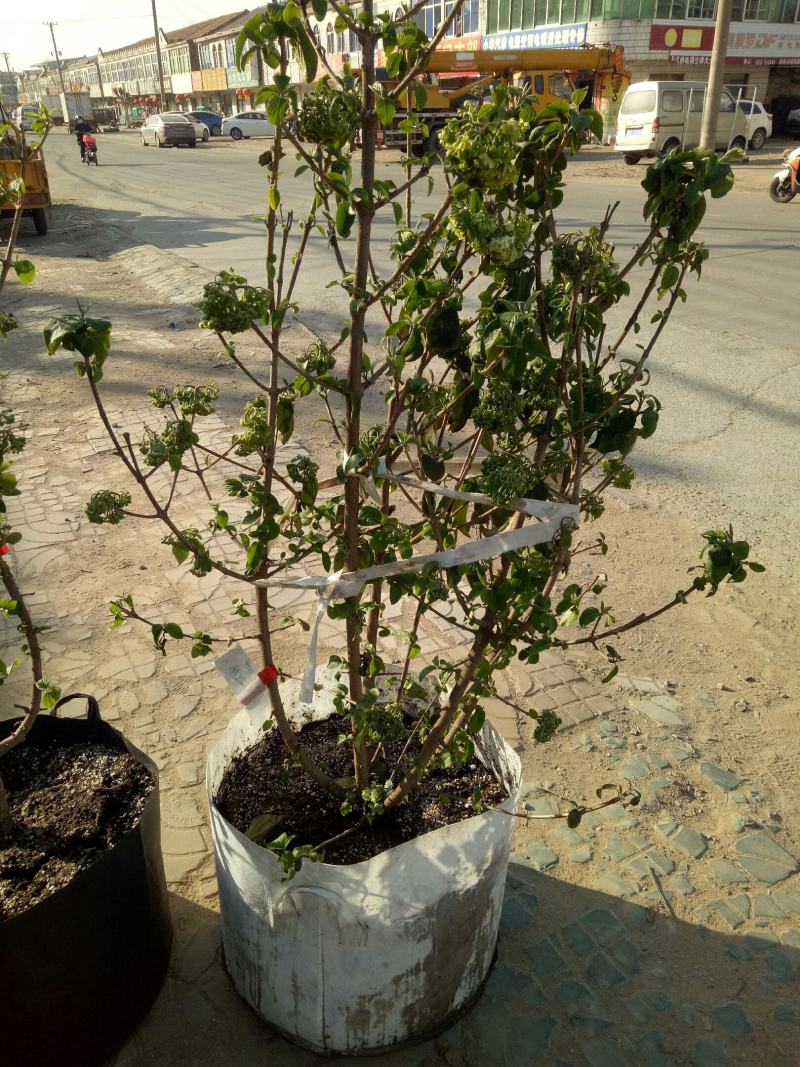 中华木绣球别墅庭院花卉木本绣球花苗白色大花绣球斗球花树苗