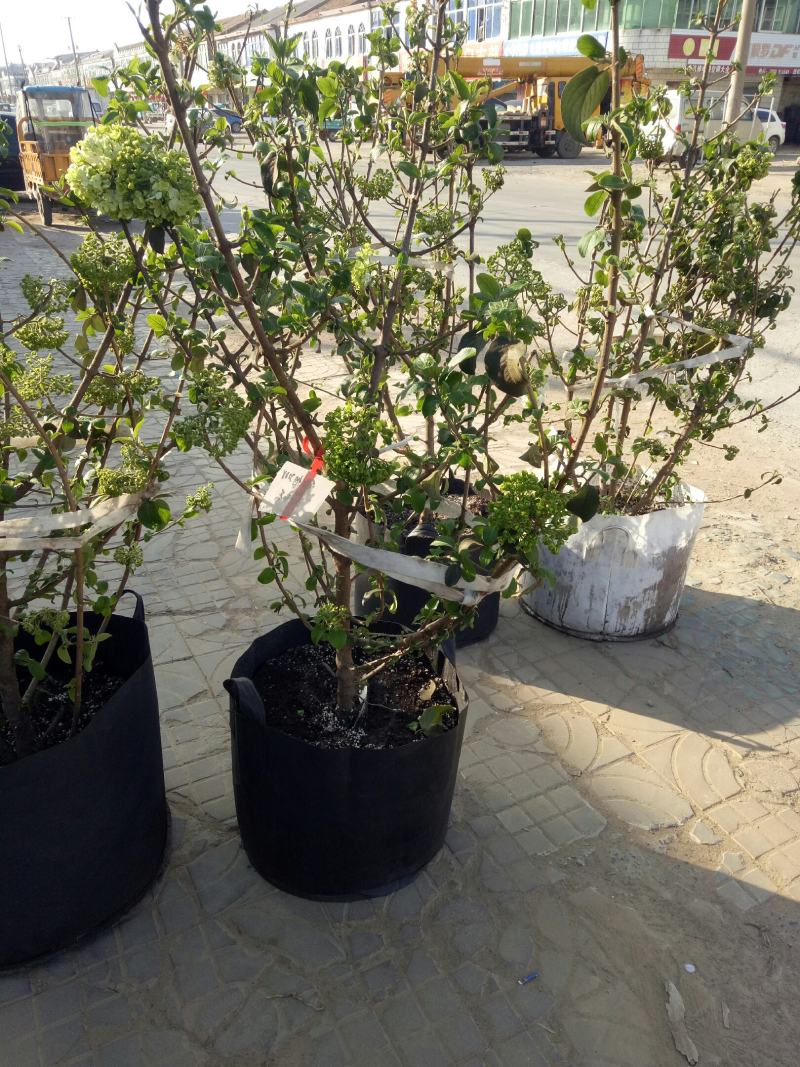 中华木绣球别墅庭院花卉木本绣球花苗白色大花绣球斗球花树苗