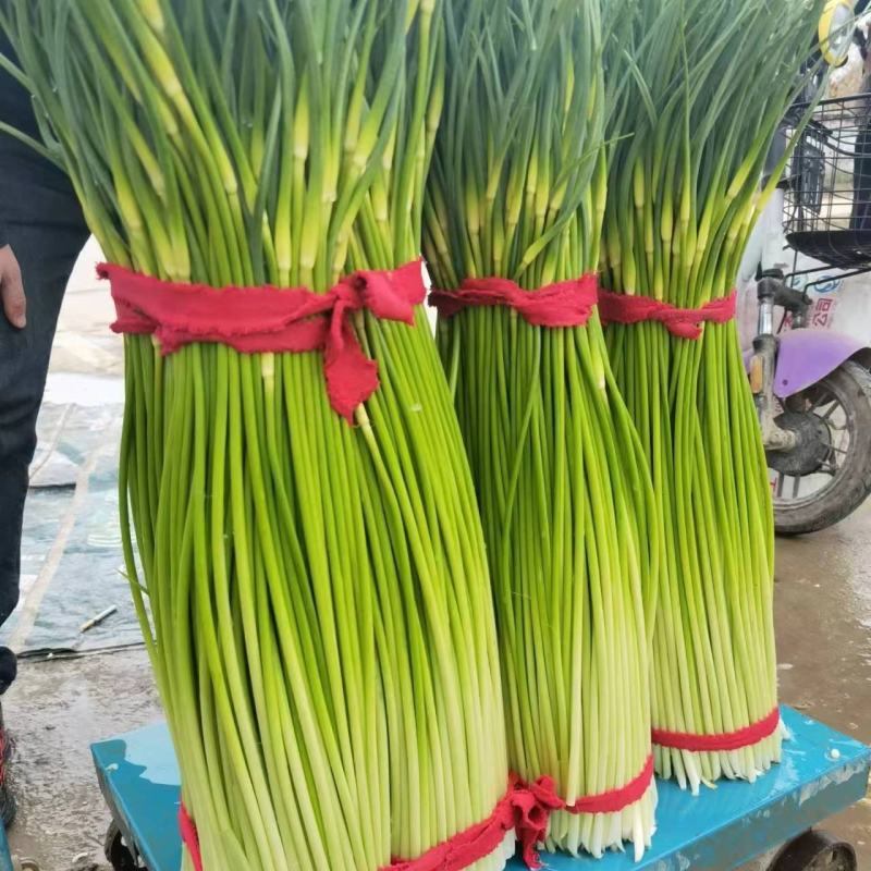 河南省，淮阳区白帽蒜苔红帽蒜苔，已经开始大量上市了大量供