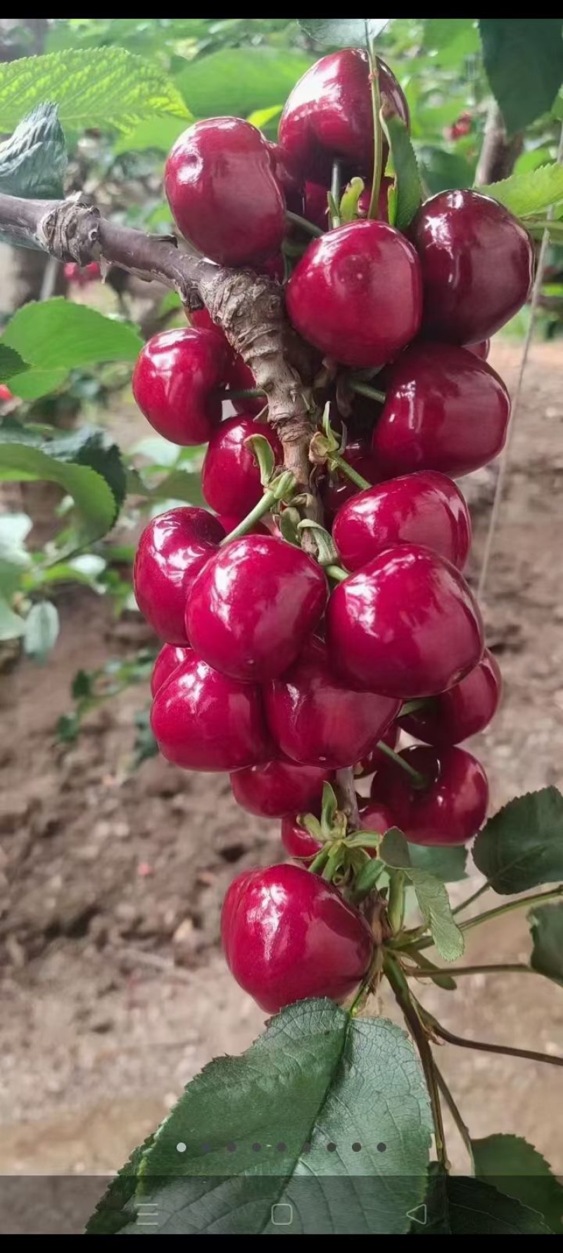 大棚美早樱桃