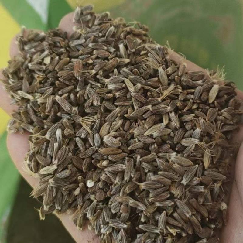 朱砂点苍术种子