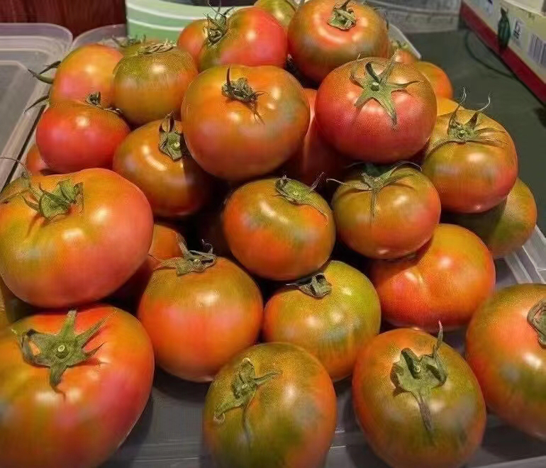 铁皮柿子与普罗旺斯西红柿对比图