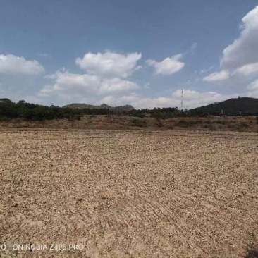 沾益菱角200亩土地出租，适合蔬菜种植