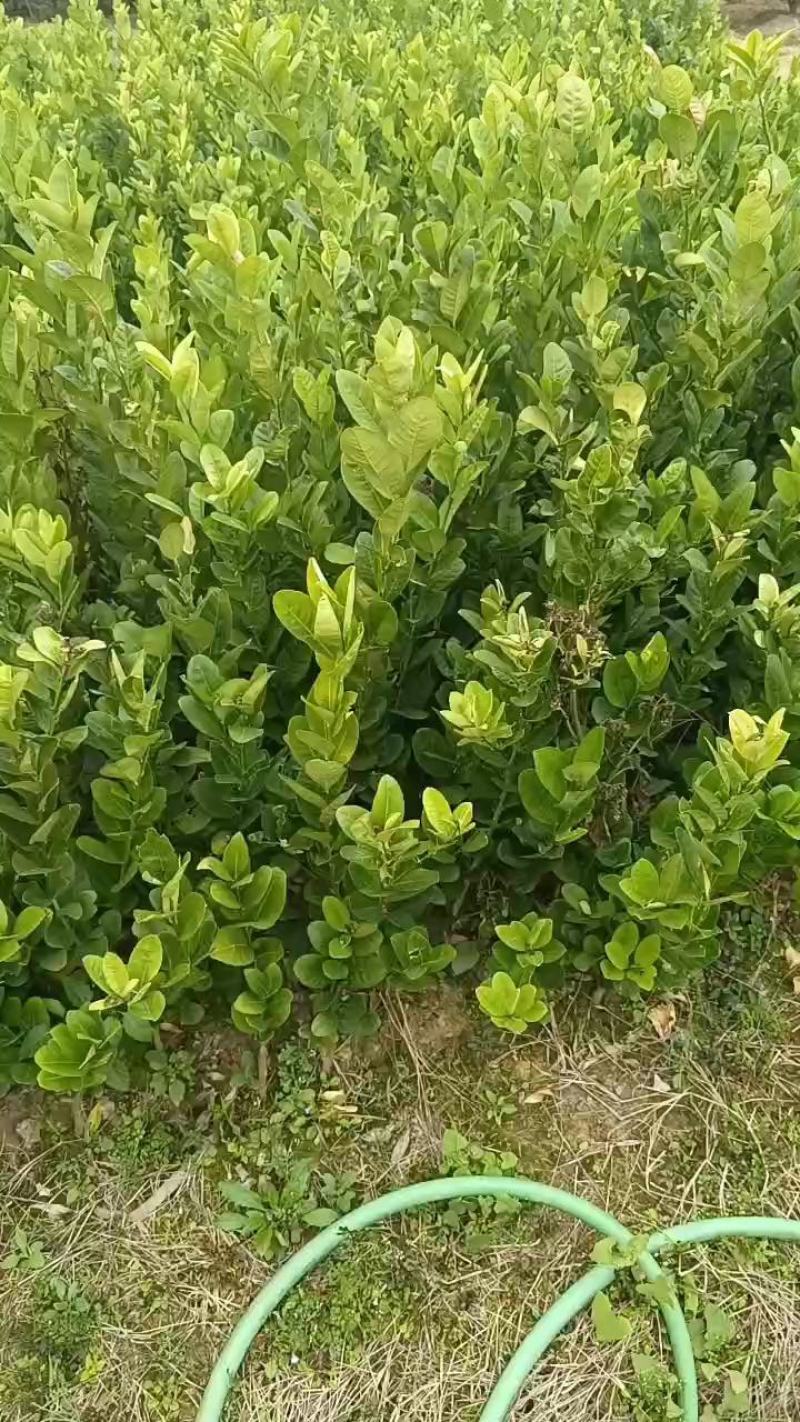 四季香水柠檬苗精品广东香水柠檬苗品种纯正质量保证