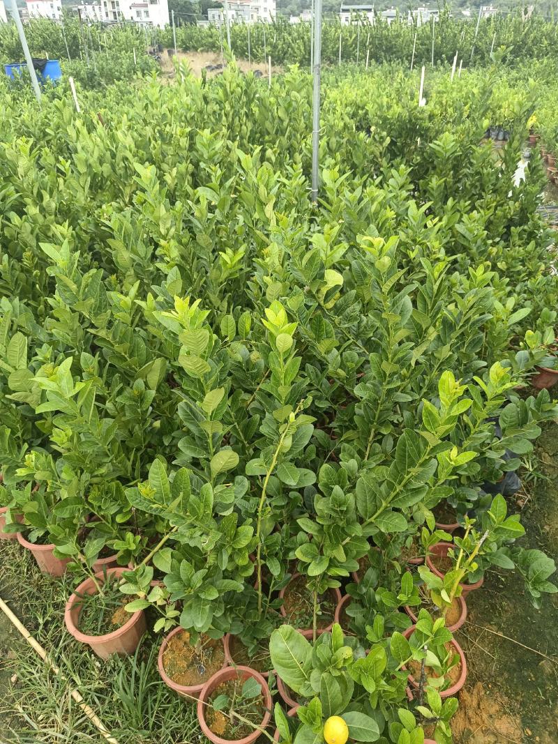 四季香水柠檬苗精品广东香水柠檬苗品种纯正质量保证