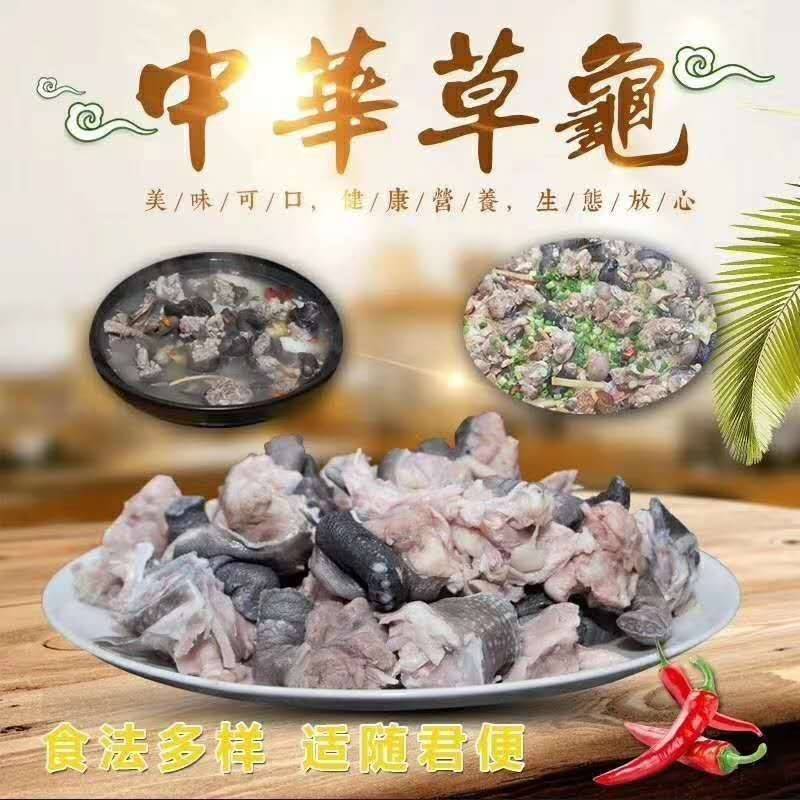 草龟肉，龟肉，龟鳖肉，去壳肉