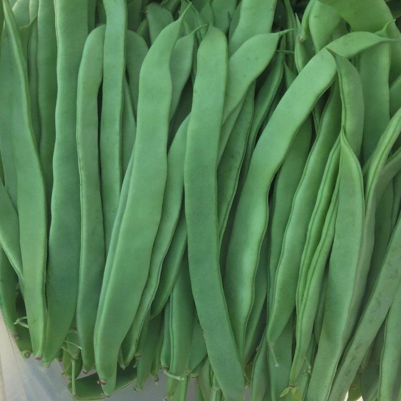 扁青芸豆大扁芸豆绿扁豆万亩芸豆基地代加工包装