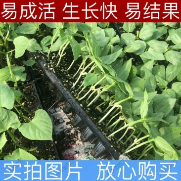 豆角苗带土长豆角无架豆角苗阳台盆栽露天种植春天蔬菜苗豆角