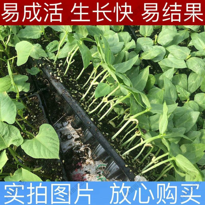 豆角苗带土长豆角无架豆角苗阳台盆栽露天种植春天蔬菜苗豆角