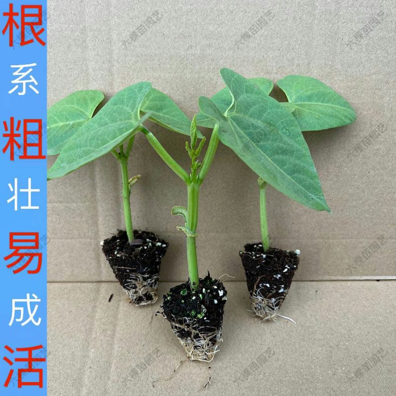豆角苗带土长豆角无架豆角苗阳台盆栽露天种植春天蔬菜苗豆角