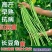 豆角苗带土长豆角无架豆角苗阳台盆栽露天种植春天蔬菜苗豆角