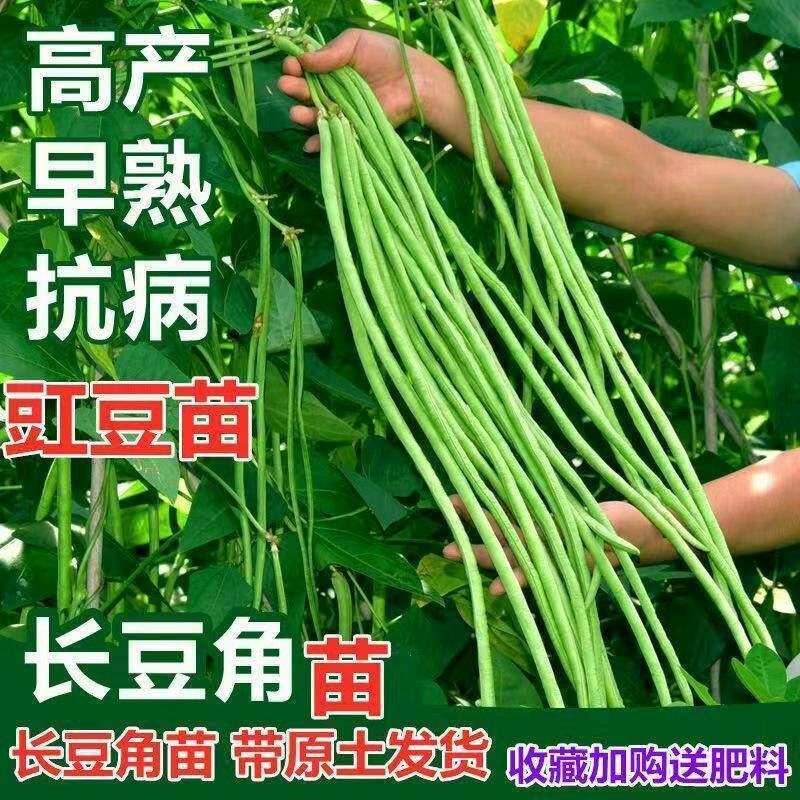 豆角苗带土长豆角无架豆角苗阳台盆栽露天种植春天蔬菜苗豆角
