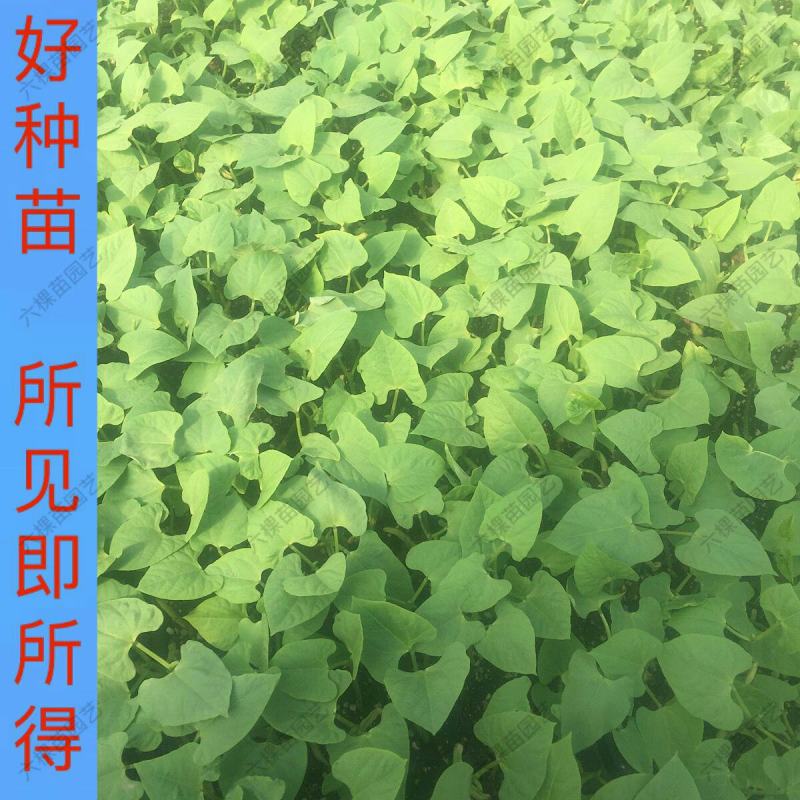豆角苗带土长豆角无架豆角苗阳台盆栽露天种植春天蔬菜苗豆角