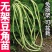 豆角苗带土长豆角无架豆角苗阳台盆栽露天种植春天蔬菜苗豆角