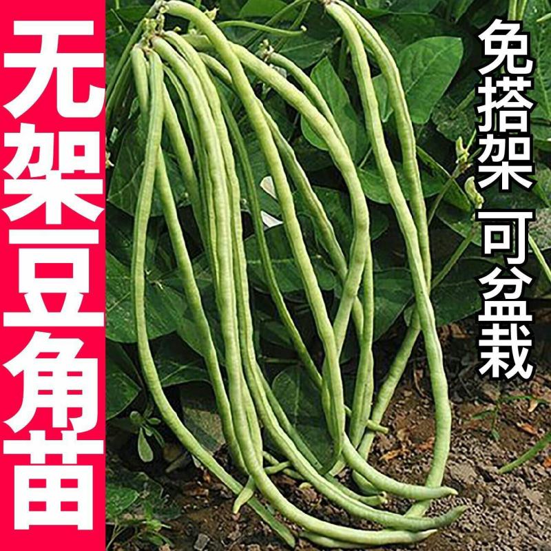 豆角苗带土长豆角无架豆角苗阳台盆栽露天种植春天蔬菜苗豆角