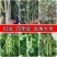 豆角苗带土长豆角无架豆角苗阳台盆栽露天种植春天蔬菜苗豆角