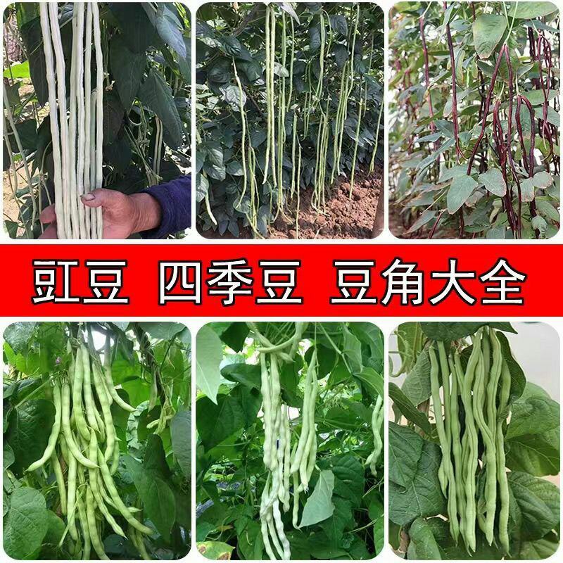 豆角苗带土长豆角无架豆角苗阳台盆栽露天种植春天蔬菜苗豆角