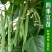 豆角苗带土长豆角无架豆角苗阳台盆栽露天种植春天蔬菜苗豆角