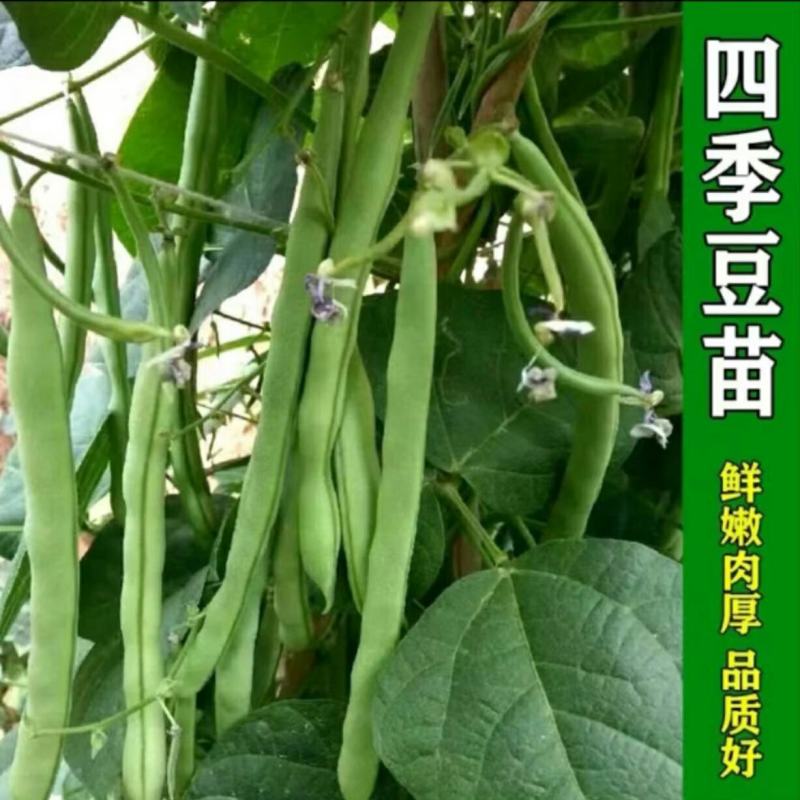 豆角苗带土长豆角无架豆角苗阳台盆栽露天种植春天蔬菜苗豆角