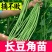 豆角苗带土长豆角无架豆角苗阳台盆栽露天种植春天蔬菜苗豆角
