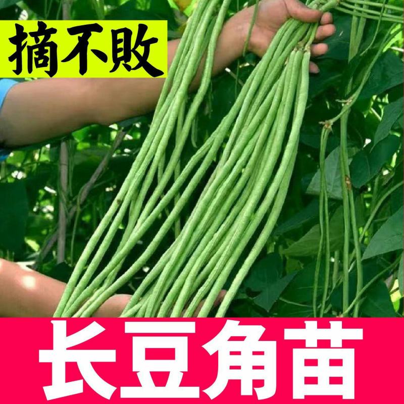 豆角苗带土长豆角无架豆角苗阳台盆栽露天种植春天蔬菜苗豆角