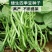 豆角苗带土长豆角无架豆角苗阳台盆栽露天种植春天蔬菜苗豆角