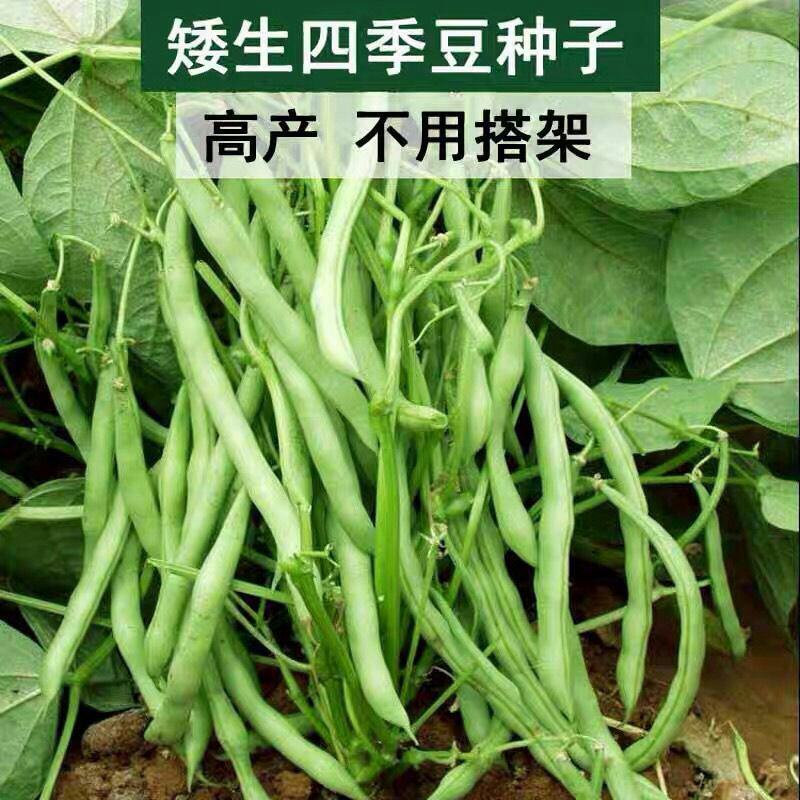 豆角苗带土长豆角无架豆角苗阳台盆栽露天种植春天蔬菜苗豆角