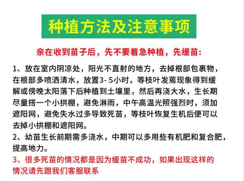 豆角苗带土长豆角无架豆角苗阳台盆栽露天种植春天蔬菜苗豆角