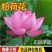 荷花苗品种保证盆栽水养大型苗根茎花盆载荷花观赏